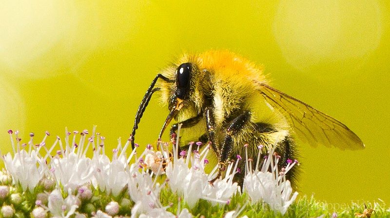 Abeille 3723.jpg - Abeille sur une fleur de menthe (Ermitage, Genève, Suisse)